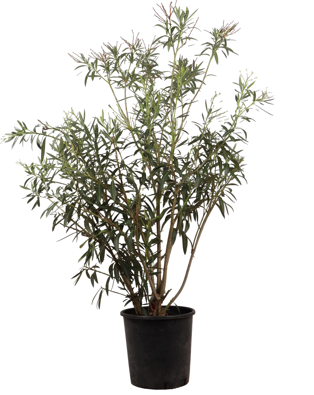 Oleander (Nerium Oleander) (XL) - Rosa