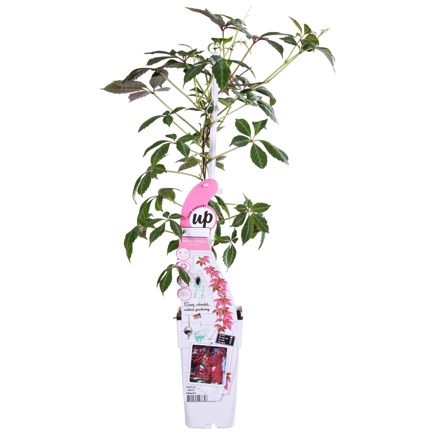 Parthenocissus henryana  (M)