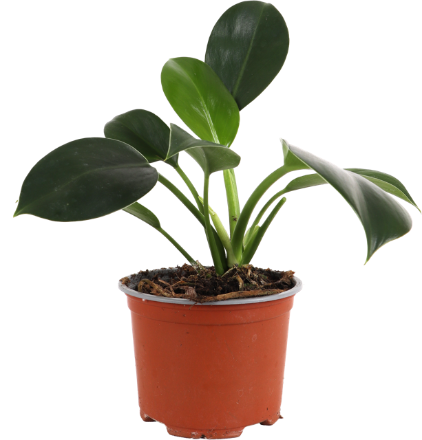 Philodendron Florida Green (Baumfreund) (S)