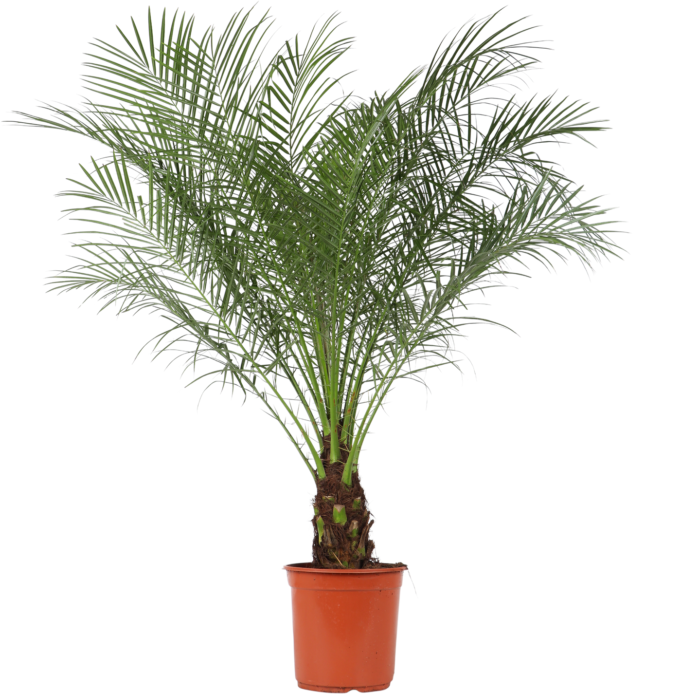 Phoenix roebelenii (Zwerg-Dattelpalme) (L)