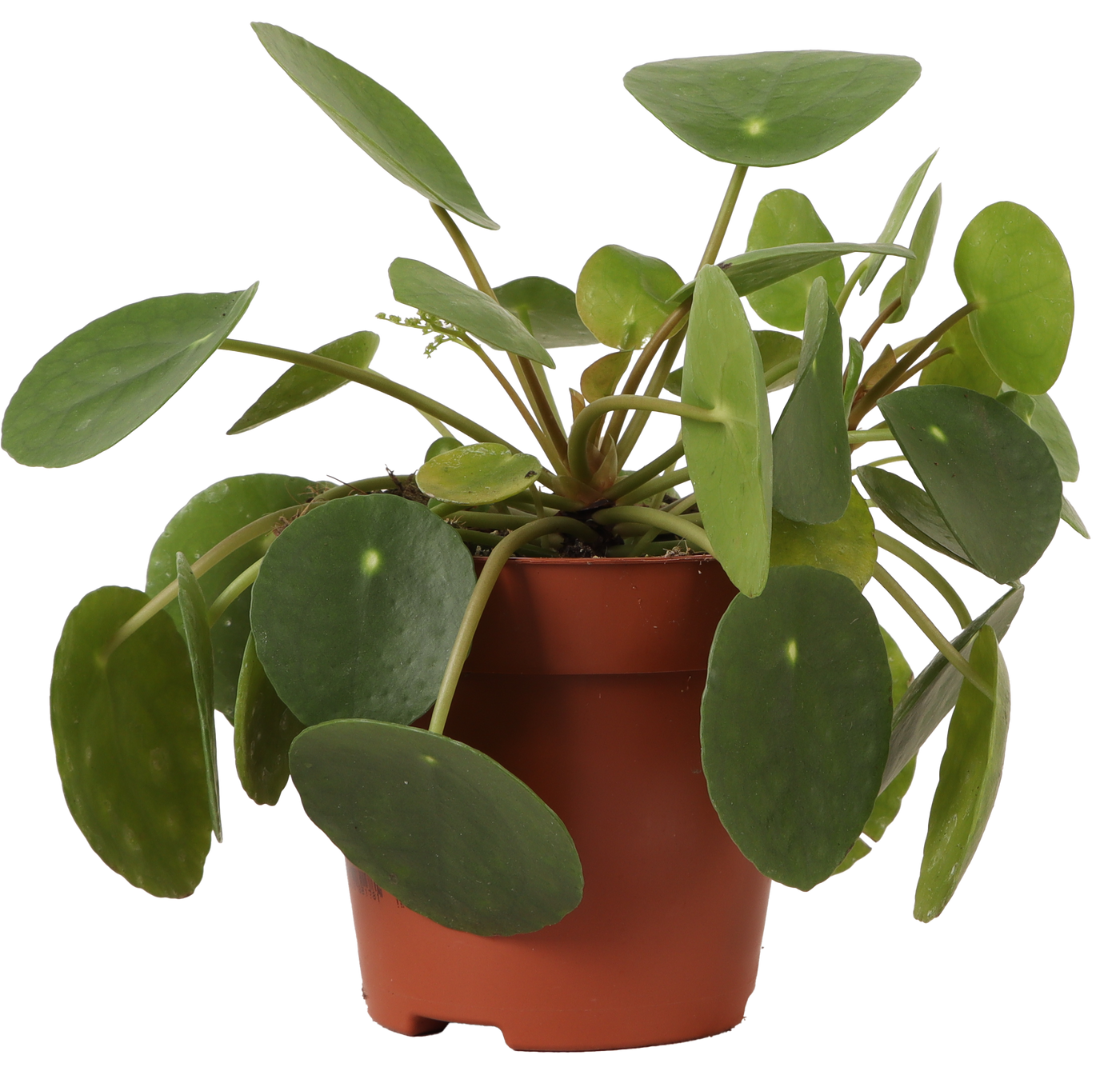 Pilea peperomioides (Glückstaler) (S)