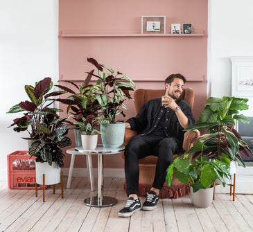 Calathea Familie | Plantsome