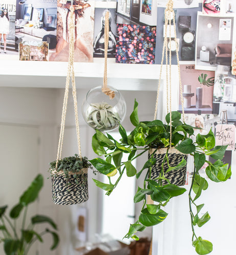 Epipremnum aureum, Pilea Glauca und Tillandsia | Hängepflanzen | Plantsome