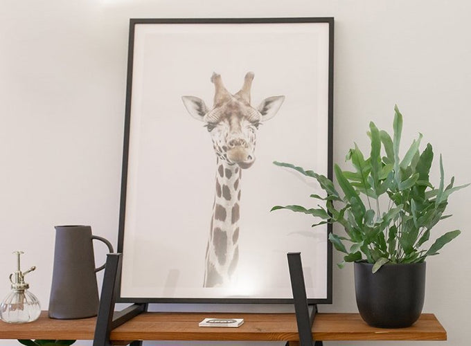 Phlebodium | Pleun | Plantsome