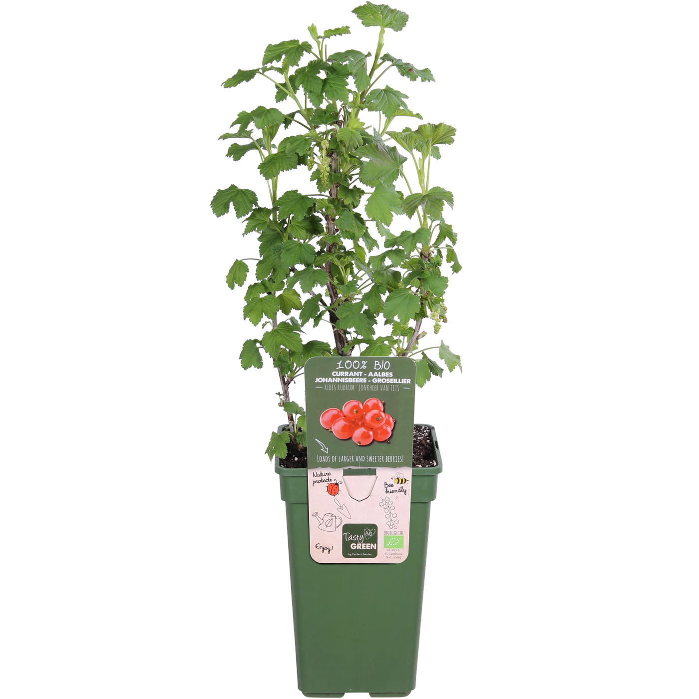 Ribes ribest (Johannisbeere) (M)