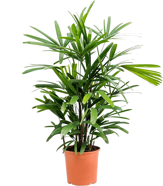 Rhapis excelsa (Steckenpalme) (M)