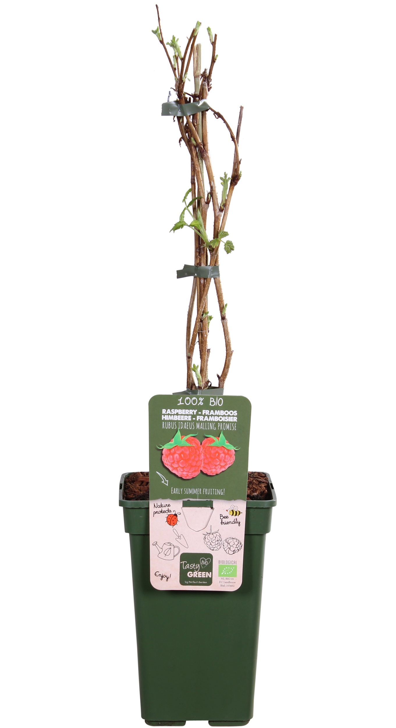 Himbeere (Rubus ideaus) (M)