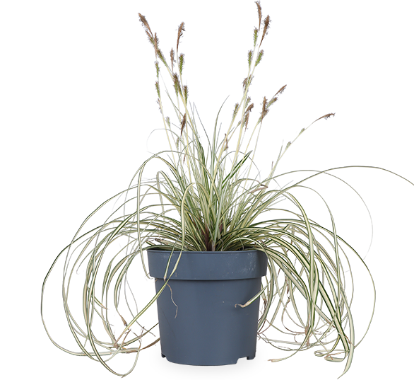 Carex hachijoensis "evergold" (Segge) (S)