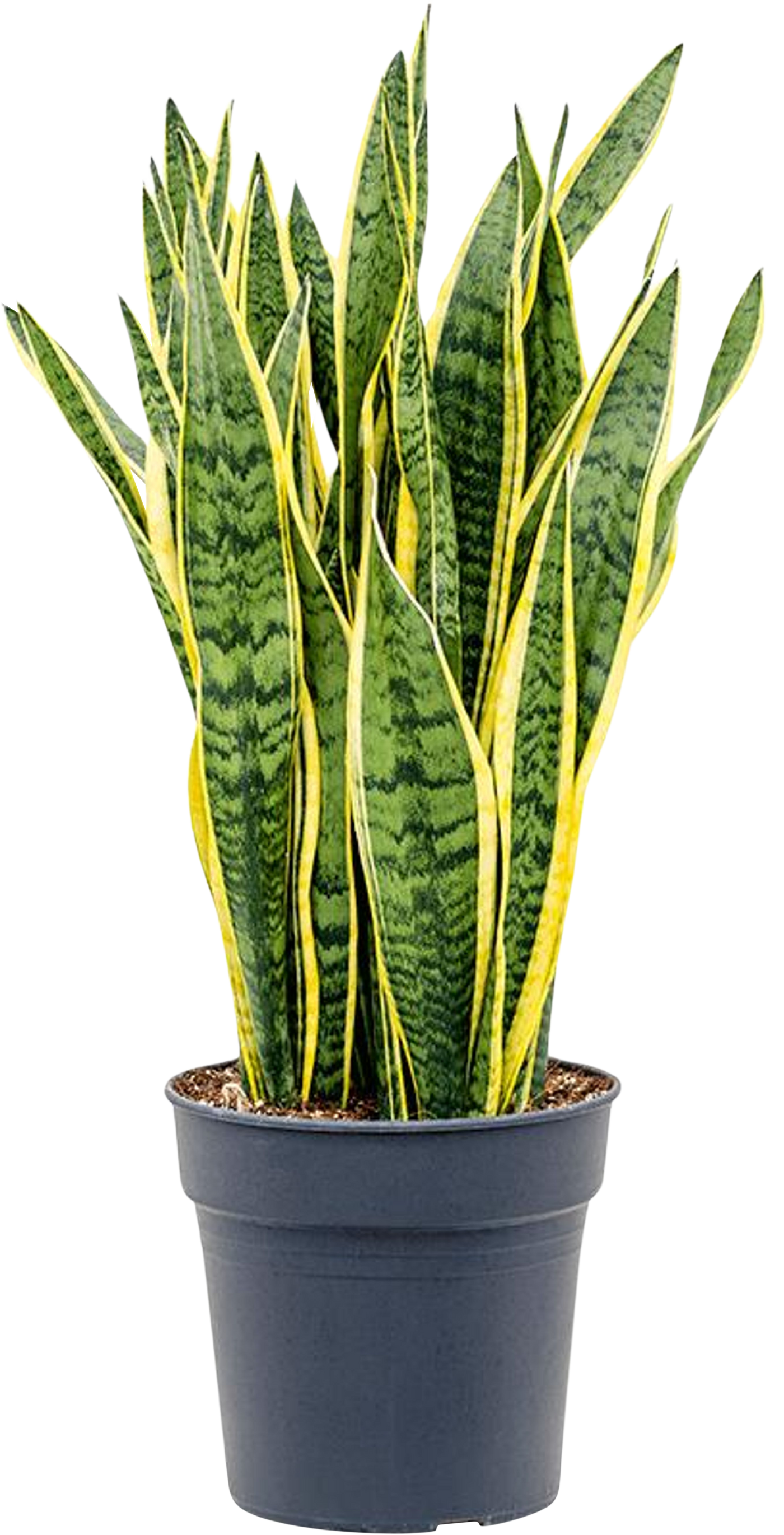 Sansevieria laurentii (Bogenhanf) (L)
