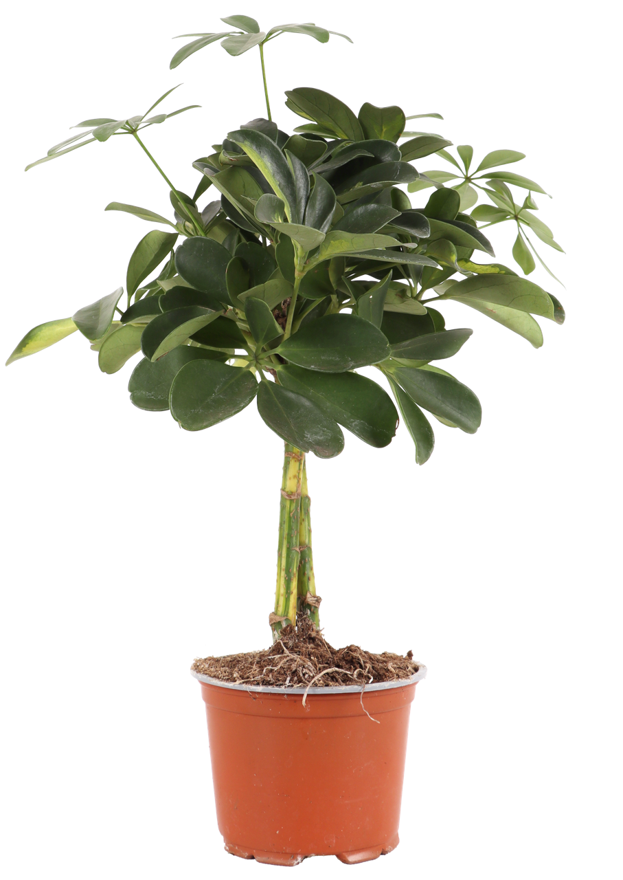 Schefflera gold capella (Strahlenaralie) (S)