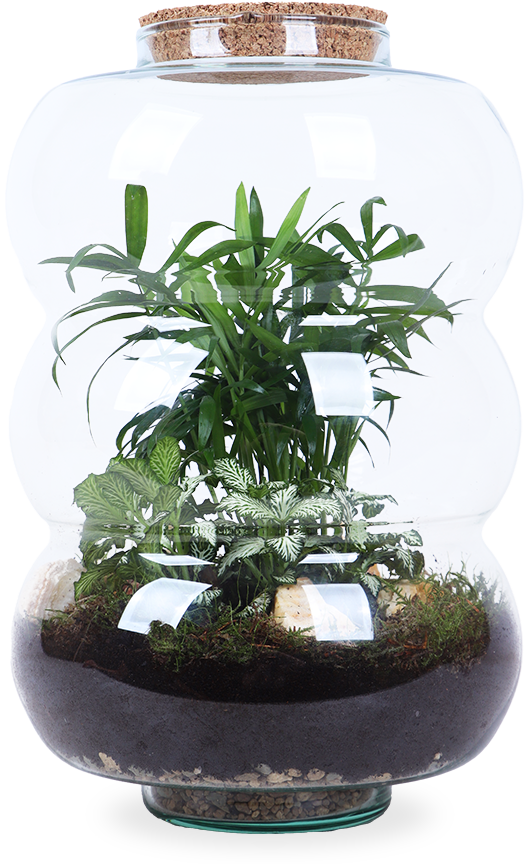 Terrarium Rundungen (Flaschengarten) (L)