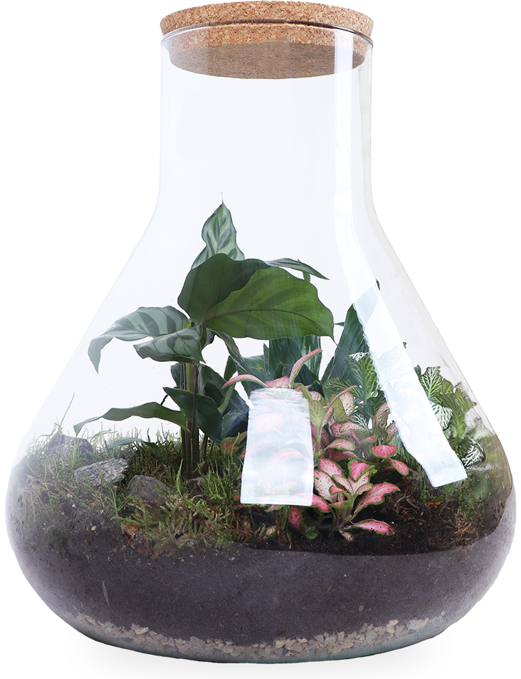 Terrarium Erlenmeyer (Flaschengarten) (L)
