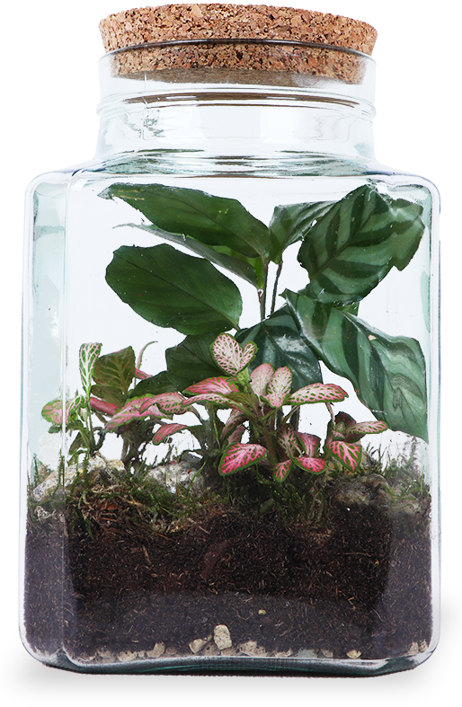 Terrarium quadratisch (Flaschengarten) (S)