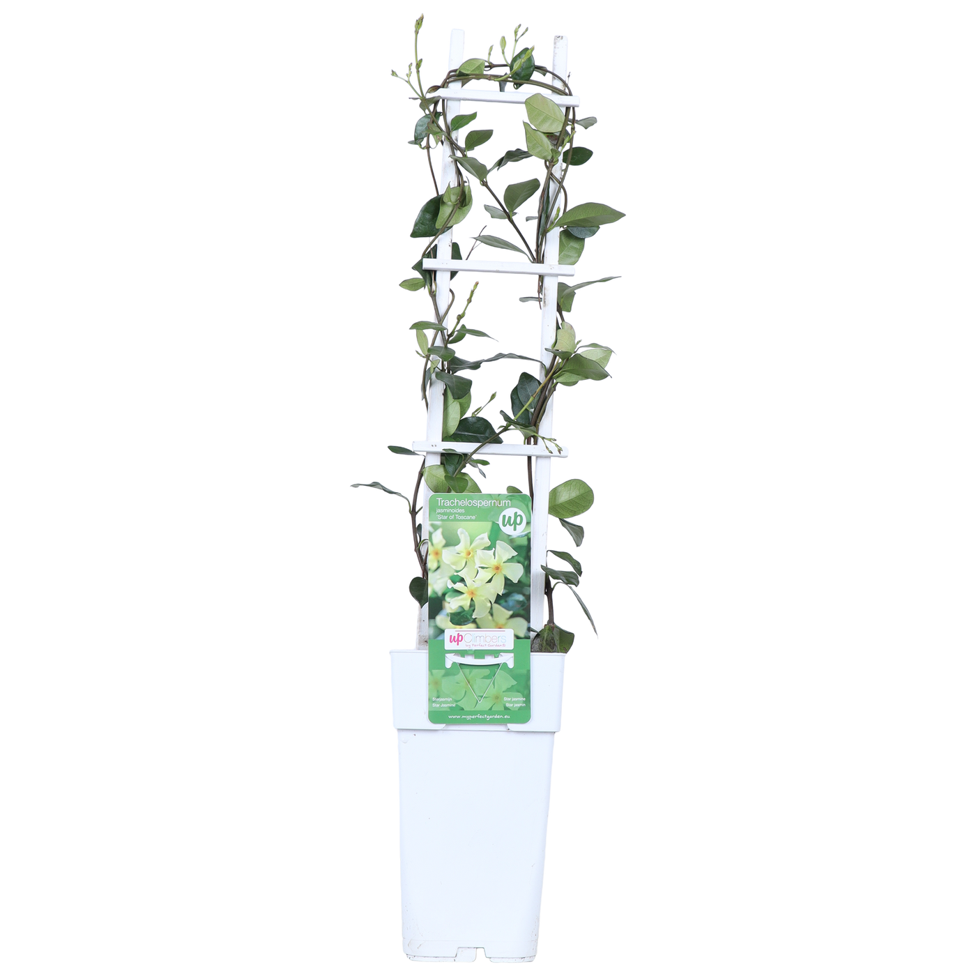 Trachelospermum "star of ibiza" (Sternjasmin) (M)