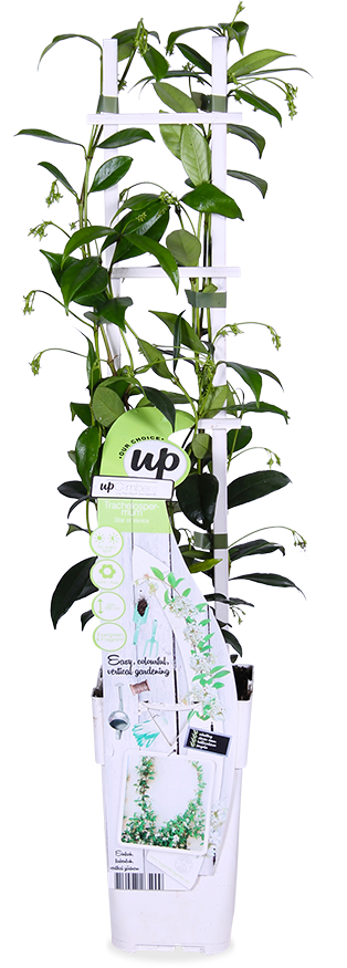 Trachelospermum "star of venice" (Sternjasmin) (M) 70cm