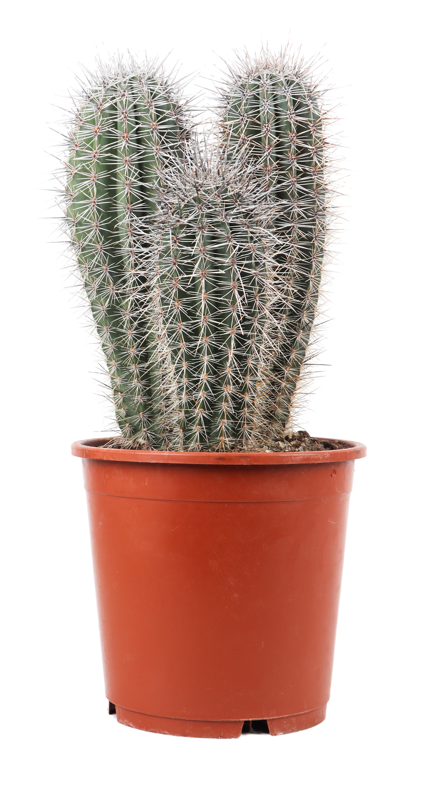 Pachycereus pringlei (Säulenkaktus) (M)