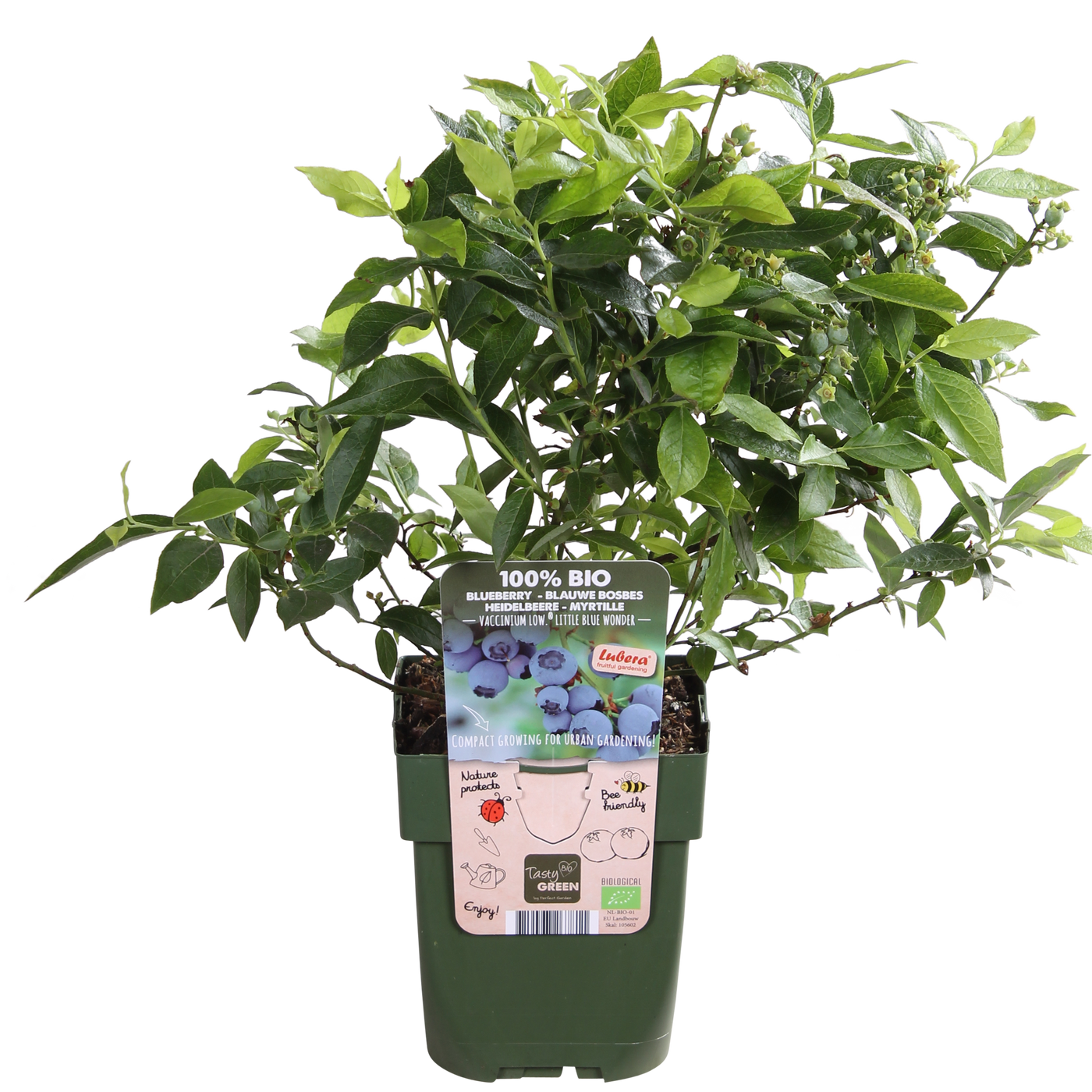 Heidelbeere (Vaccinium corymbosum) (S)