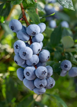 Essbare Pflanzen (BIO)