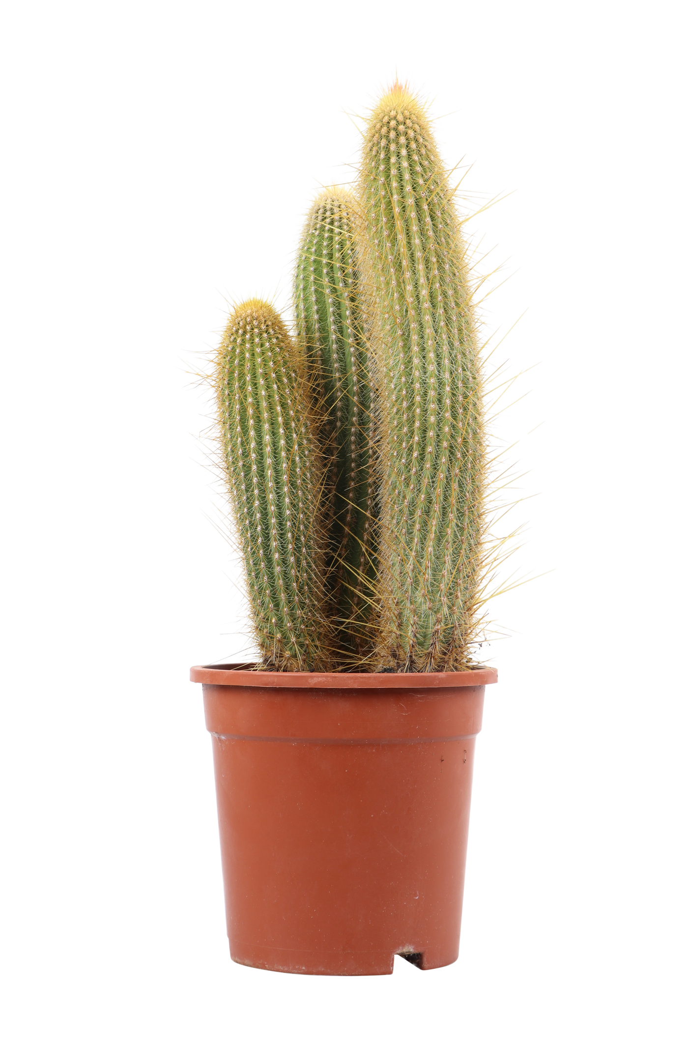 Vatricania guentheri (Säulenkaktus) (S)