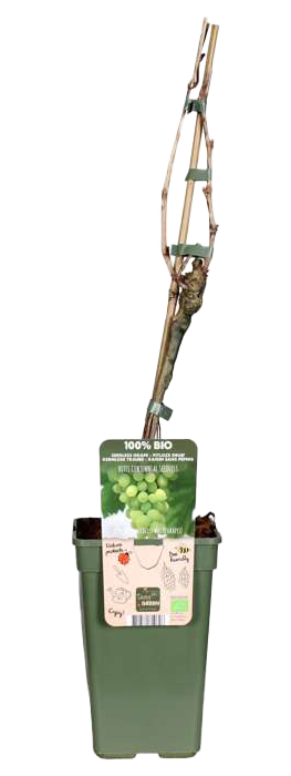 Weiße Traube (Vitis vinifera) (L)