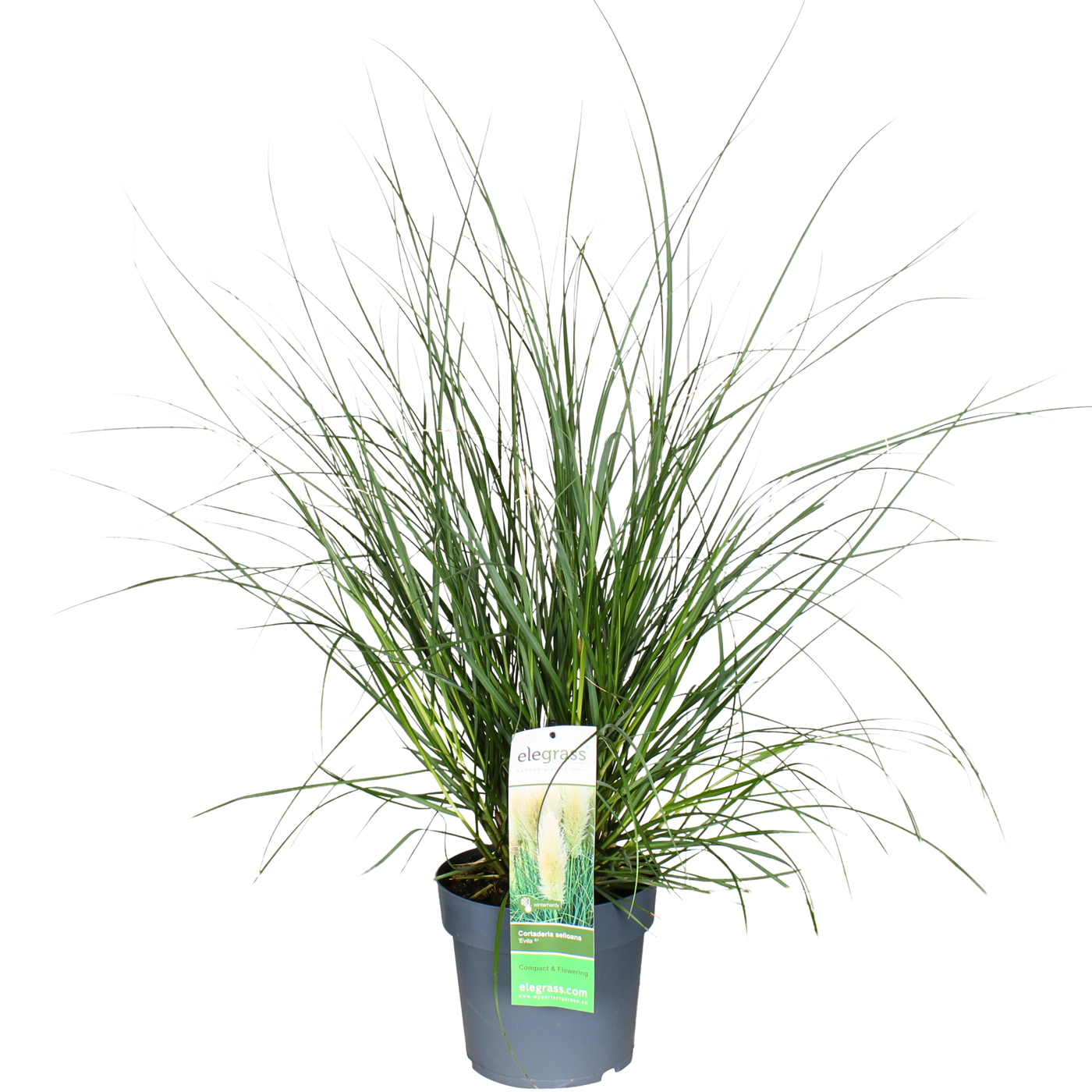 Cortaderia selloana evita (Pampasgras) (L)