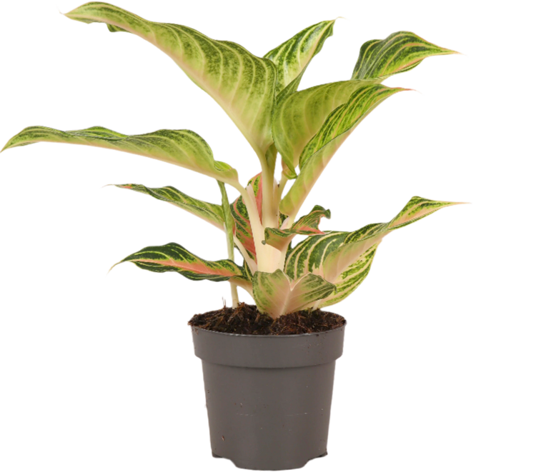 Aglaonema Eye Catcher (Kolbenfaden) (S)