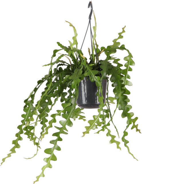 Epiphyllum anguliger (Sägeblattkaktus)