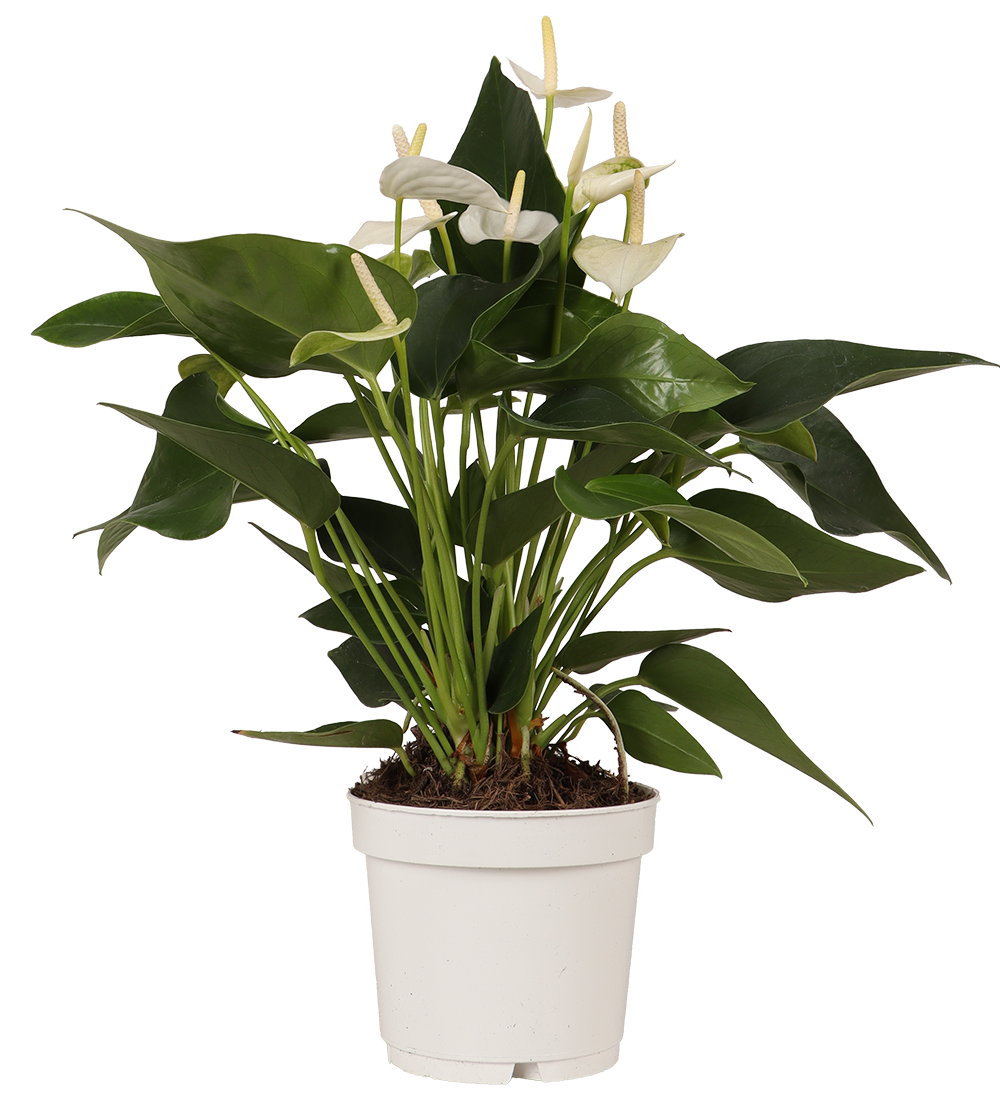 Weiße Flamingoblume (Flamingopflanze)