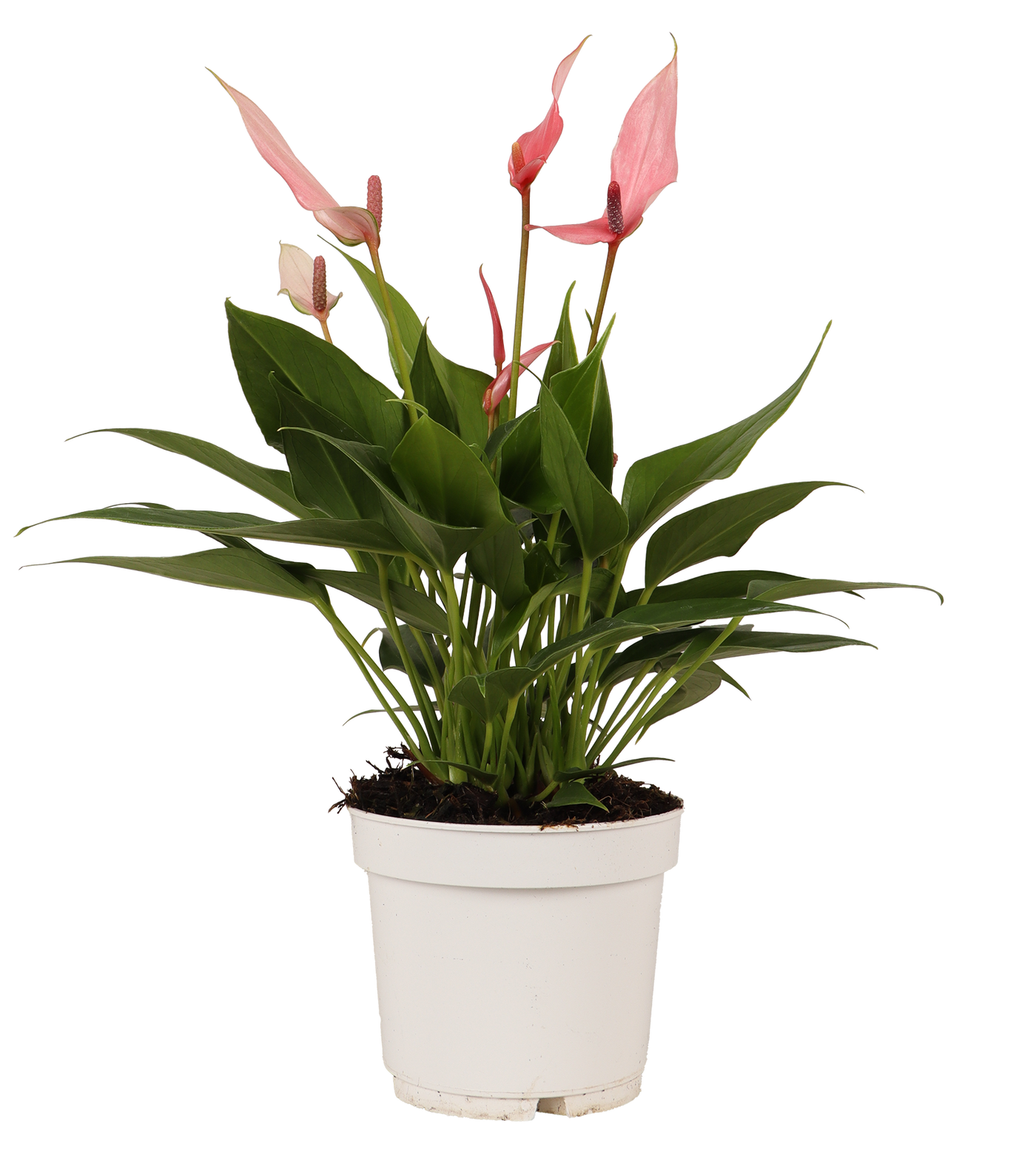Pink Anthurium (Flamingopflanze)