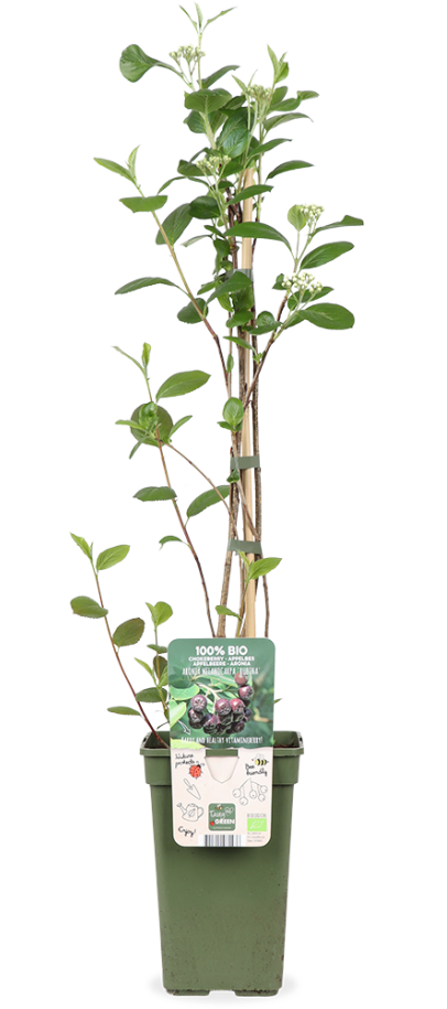 Aronia melanocarpa 'Rubina' (Schwarze Apfelbeere) (M)