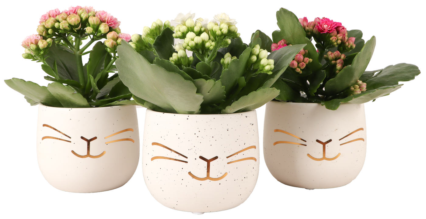 Kalanchoe in einem Ostertopf