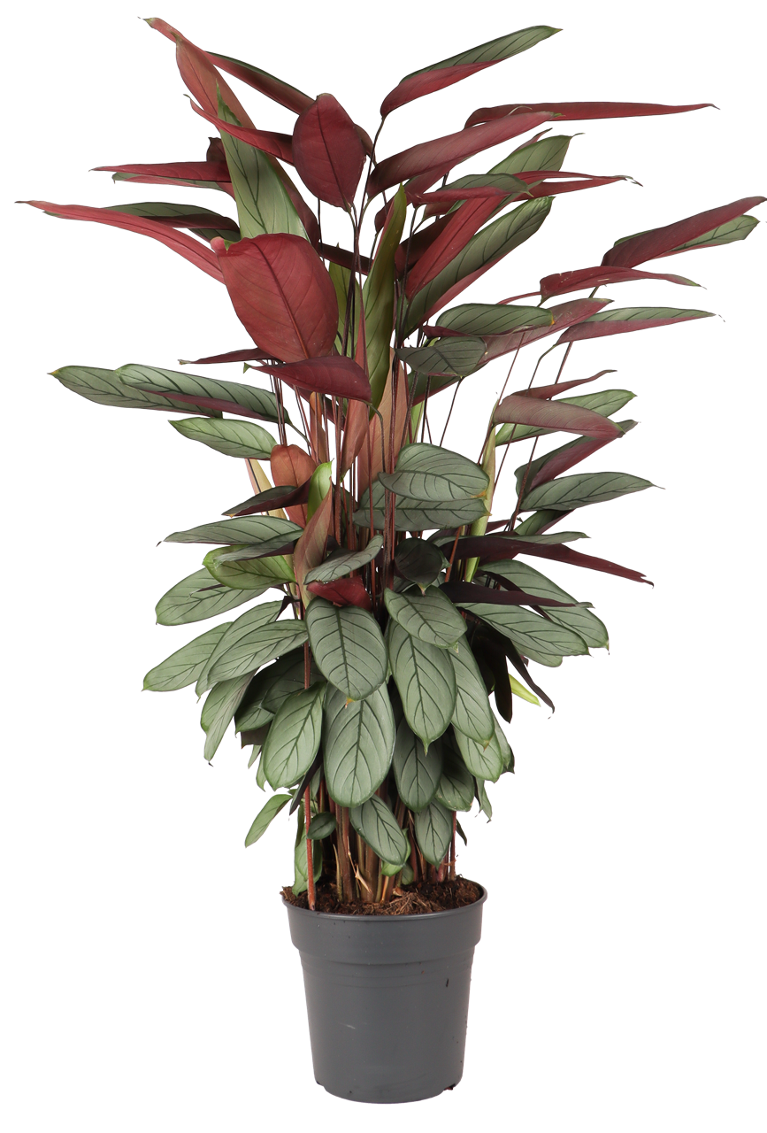 Calathea Silverstar (XL)
