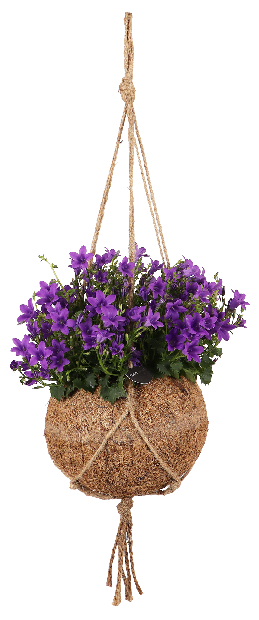 Campanula (Glockenblume) in Kokodama