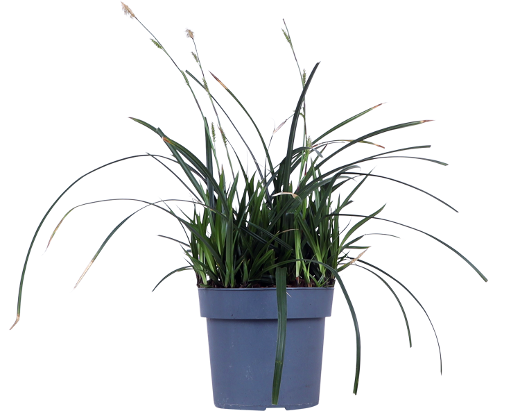 Carex morrowii "irish green" (Japan Segge) (M)