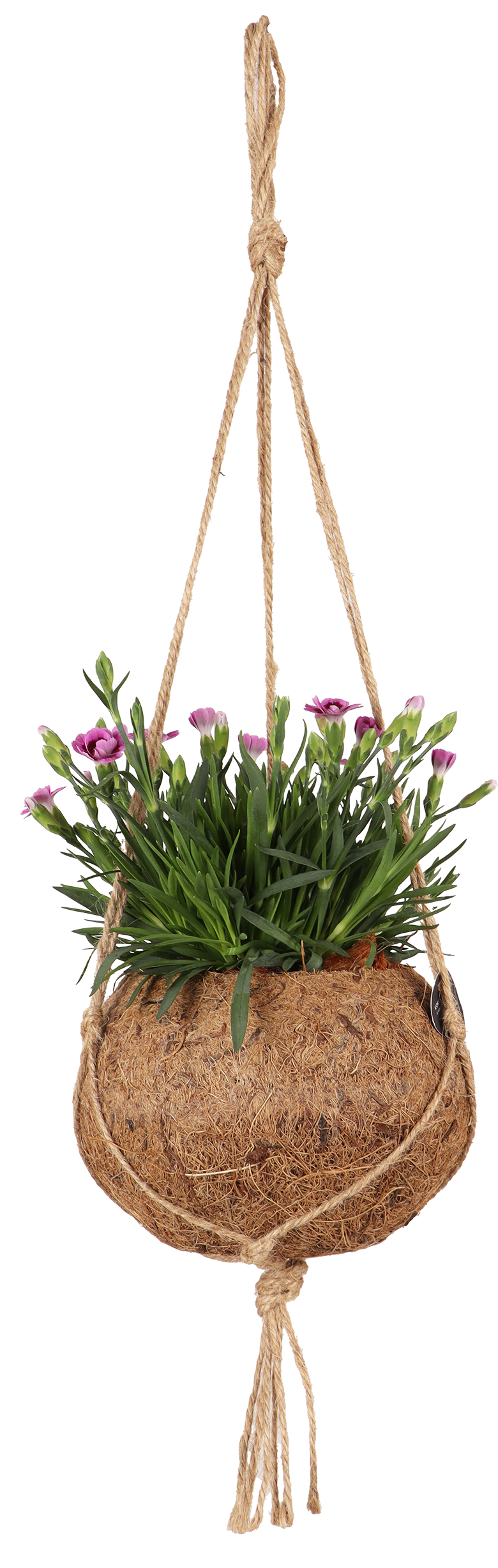 Dianthus Pink Kisses (Nelke) in Kokodama