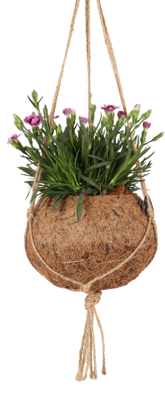 Dianthus Pink Kisses (Nelke) in Kokodama