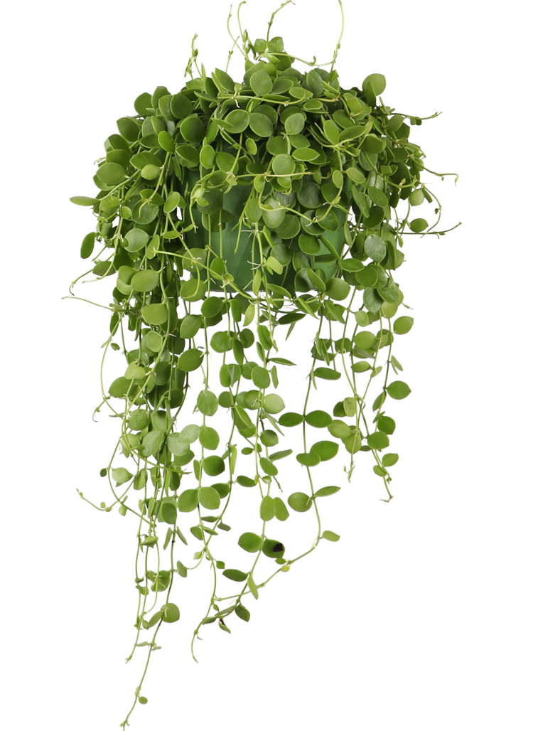 Dischidia Nummularia (Urnenpflanze) (S)