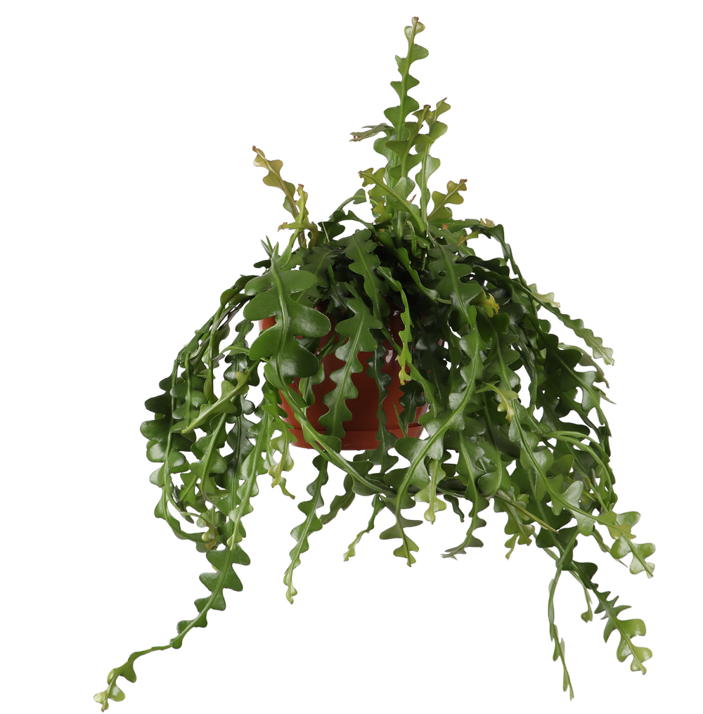 Epiphyllum anguliger (Sägeblattkaktus) (M)