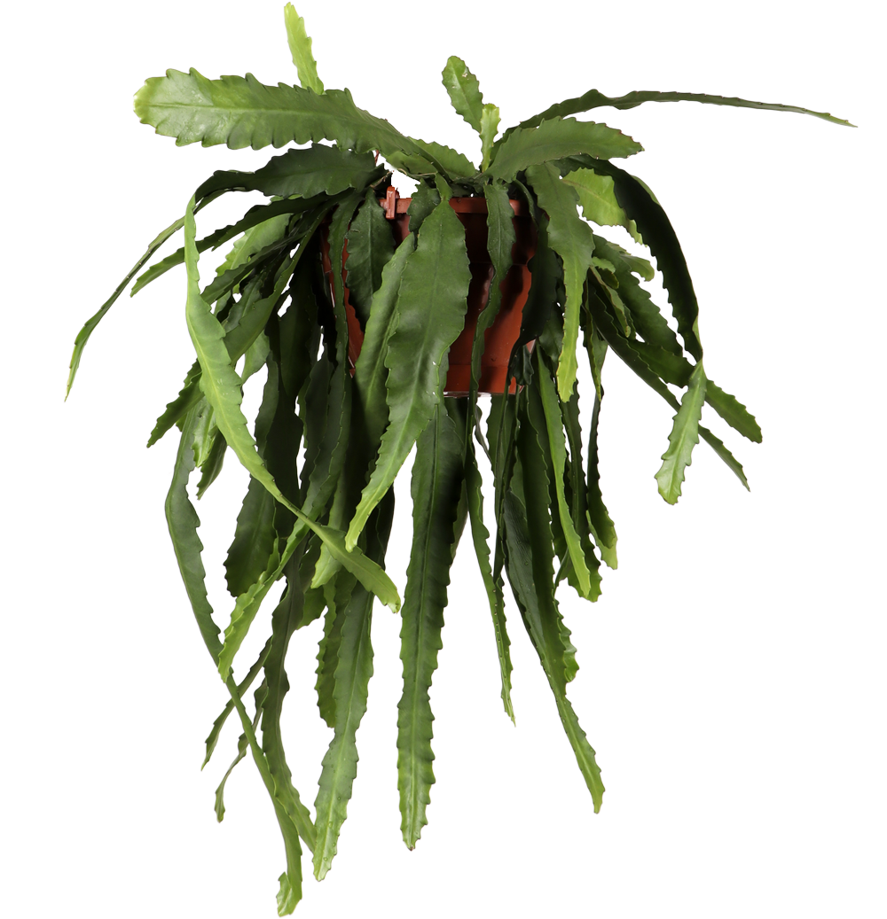 Epiphyllum pumilum (Zwergiger Blattkaktus) (M)