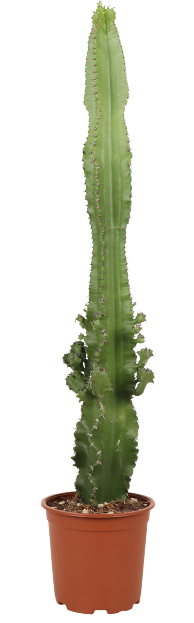 Euphorbia erytrea (Wolfsmilchkaktus) (M)