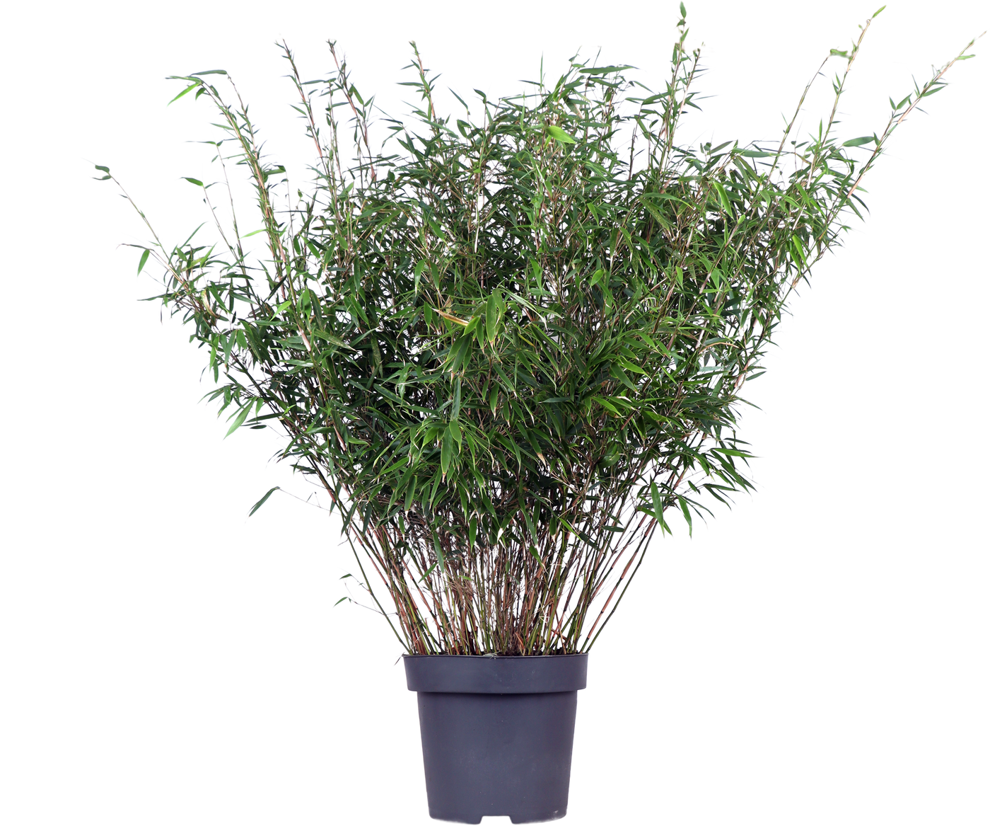 Fargesia rufa (Bambus) (L)