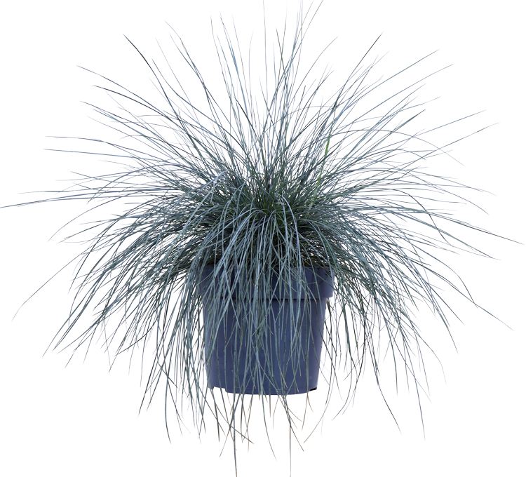 Festuca glauca "azura blue" (Blauschwingel-Gras) (M)