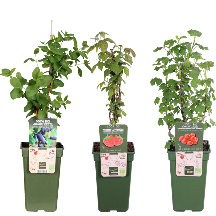 Die Fruchtkletterer Trio