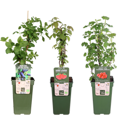 Die Fruchtkletterer Trio