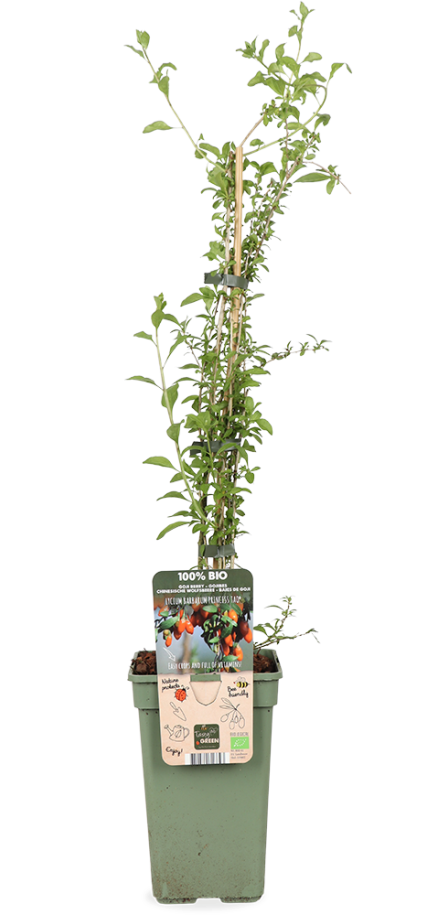 Lycium barbarum Princess Tao (Gemeiner Bocksdorn) (M)