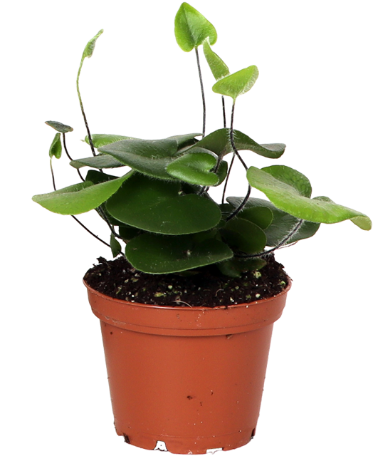 Hemionitis arifolia (Herzfarn) (XS)