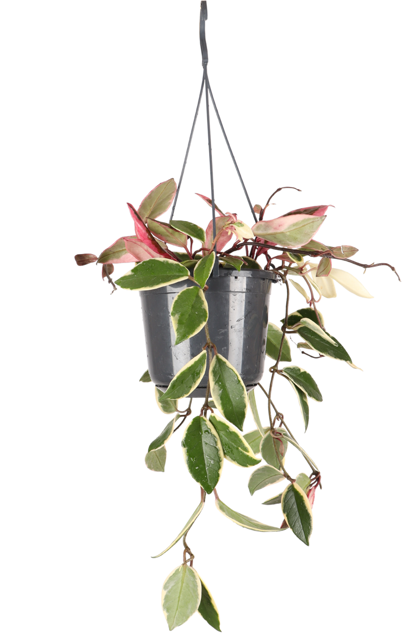 Hoya Carnosa Flamingo Dream (Wachsblume) (S)