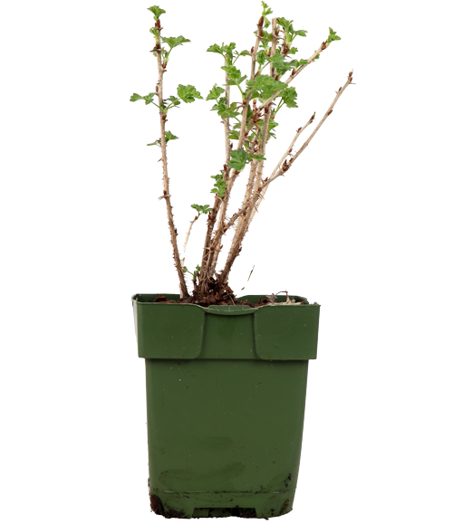 Stachelbeere (Ribes ribest Easy Crisp)