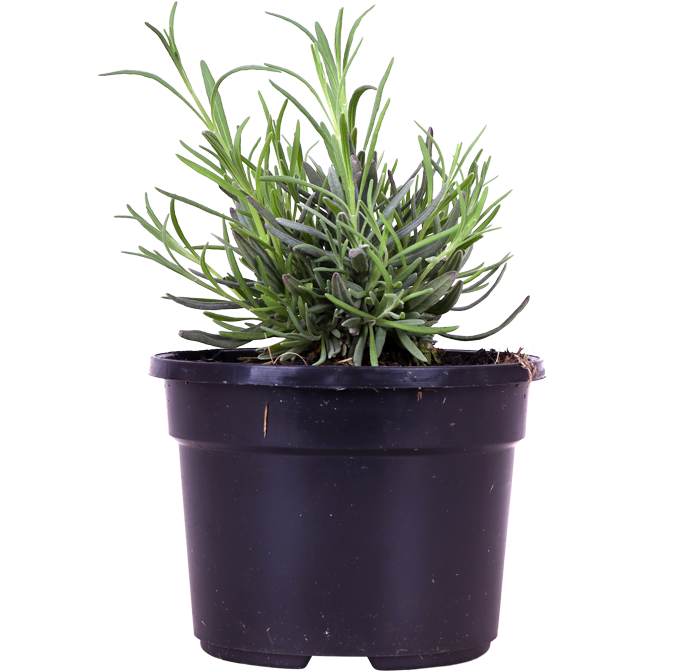 Lavendel (Lavendalu)