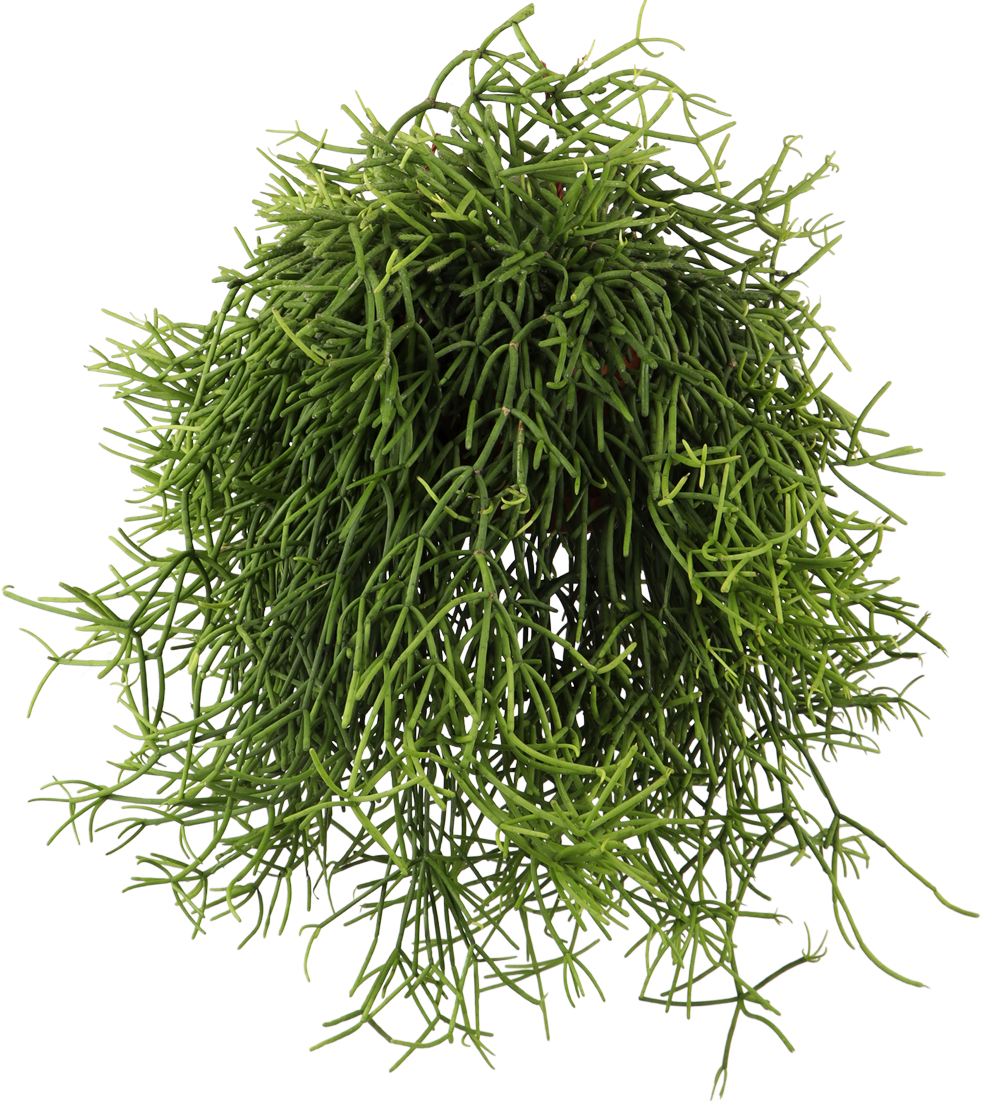 Rhipsalis heteroclada (Peitschenkaktus) (S)